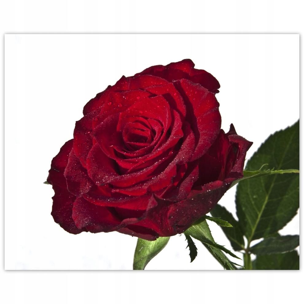 

Plakat 50x40 Czerwona róża na białym