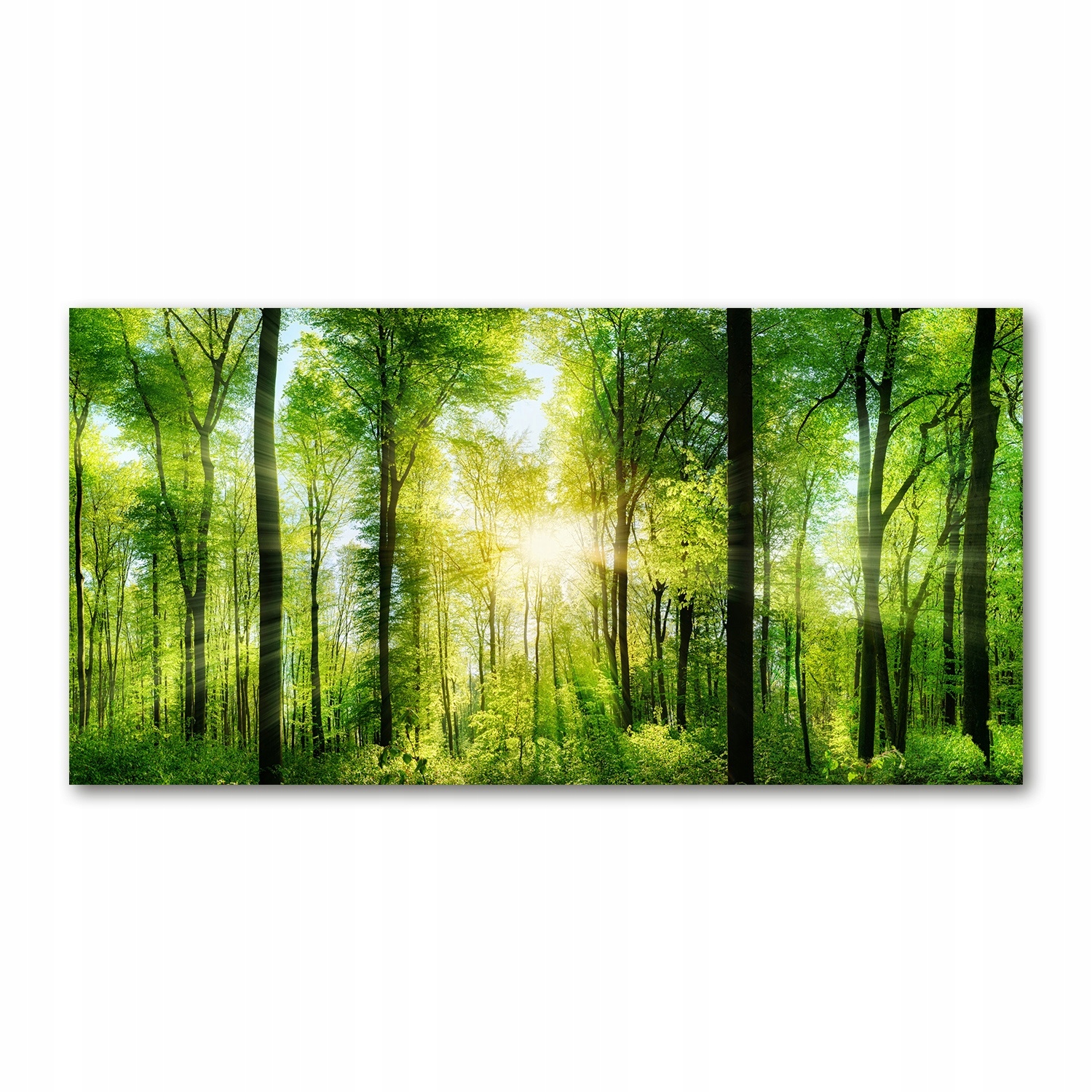 

Foto obraz akryl zdjęcie Las w słońcu 120X60 cm