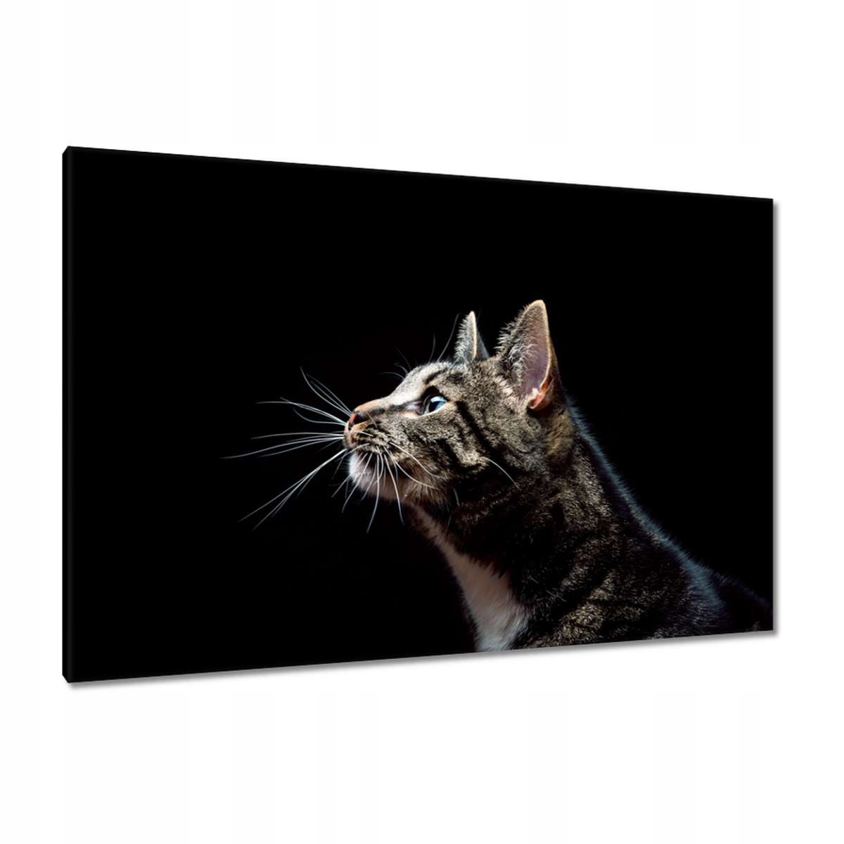 Obrazy 120x80 Rasová velká kočička kočka