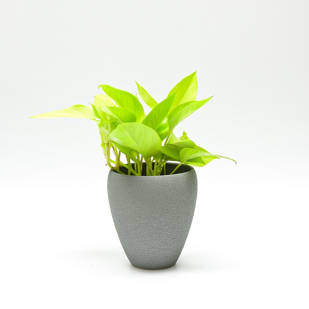 Osłonka Ceramiczna Lizard Kształt trapezowy