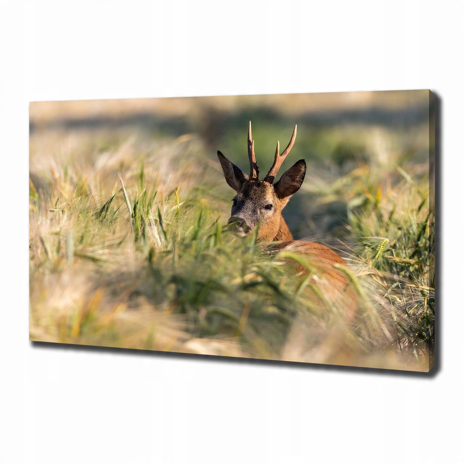 

Duży foto obraz na płótnie Sarna w polu 100x70 cm