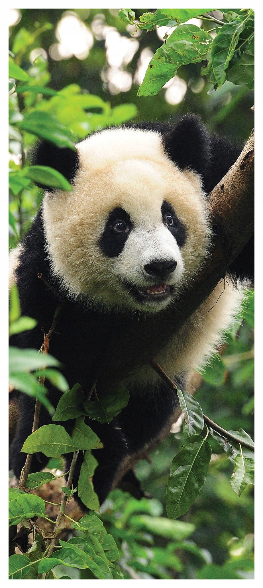 Samolepka Fototapeta Panda v zeleném lese harmonie přírody 91x211