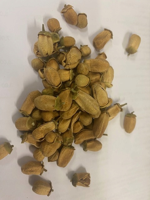 Pupeny pomerančového květu Rafex 1 Kg
