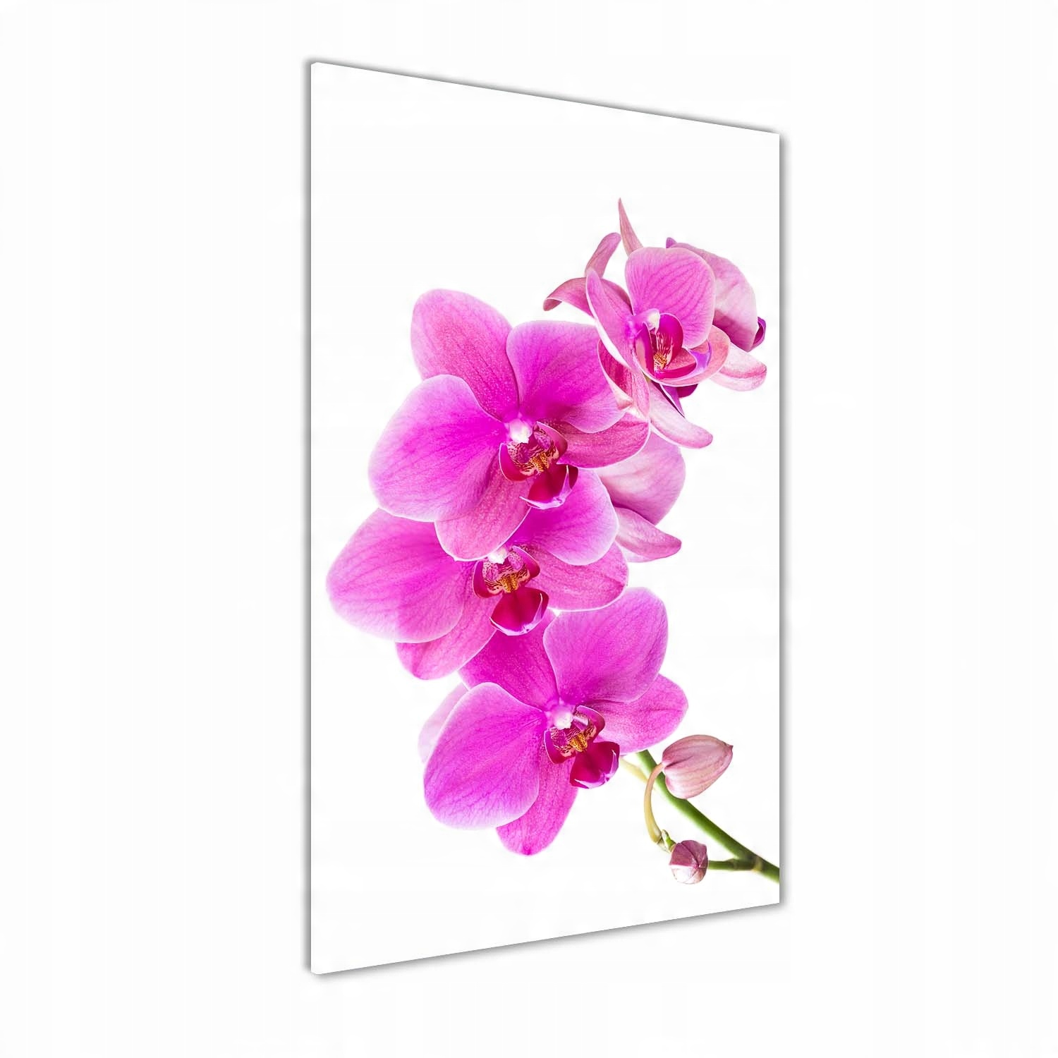 

Foto obraz na szkle pionowy Różowa orchidea 50x100
