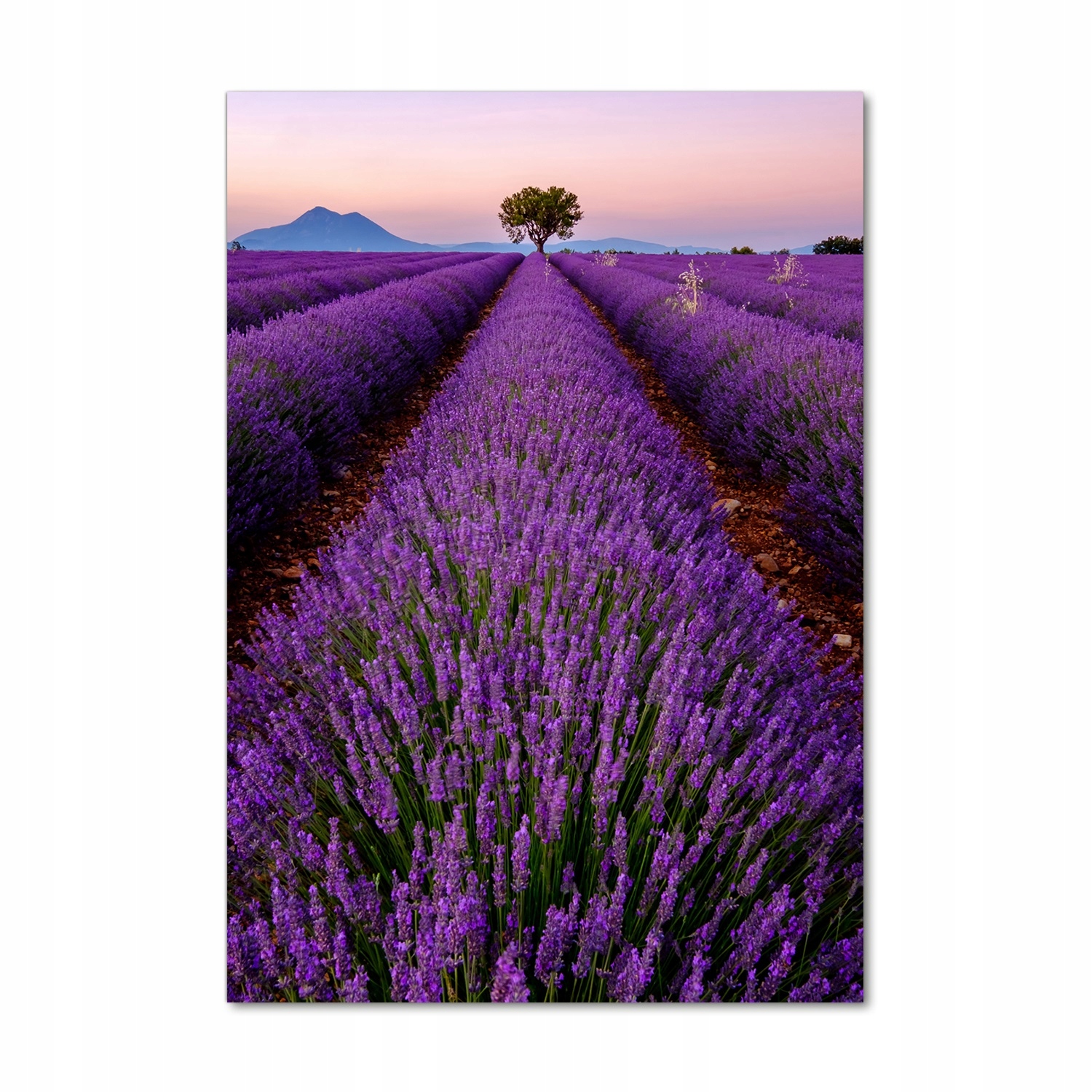 

Foto obraz szkło hartowane Pole lawendy 70x100 cm