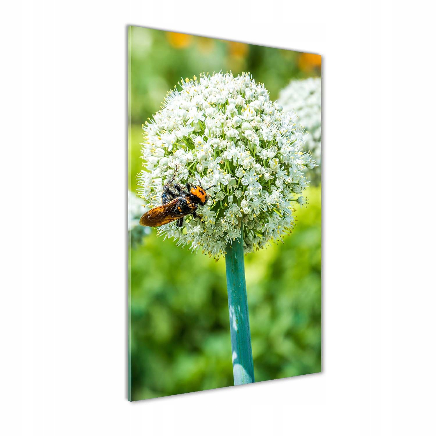 

Foto obraz akryl do salonu Kwiaty czosnku 70x140cm