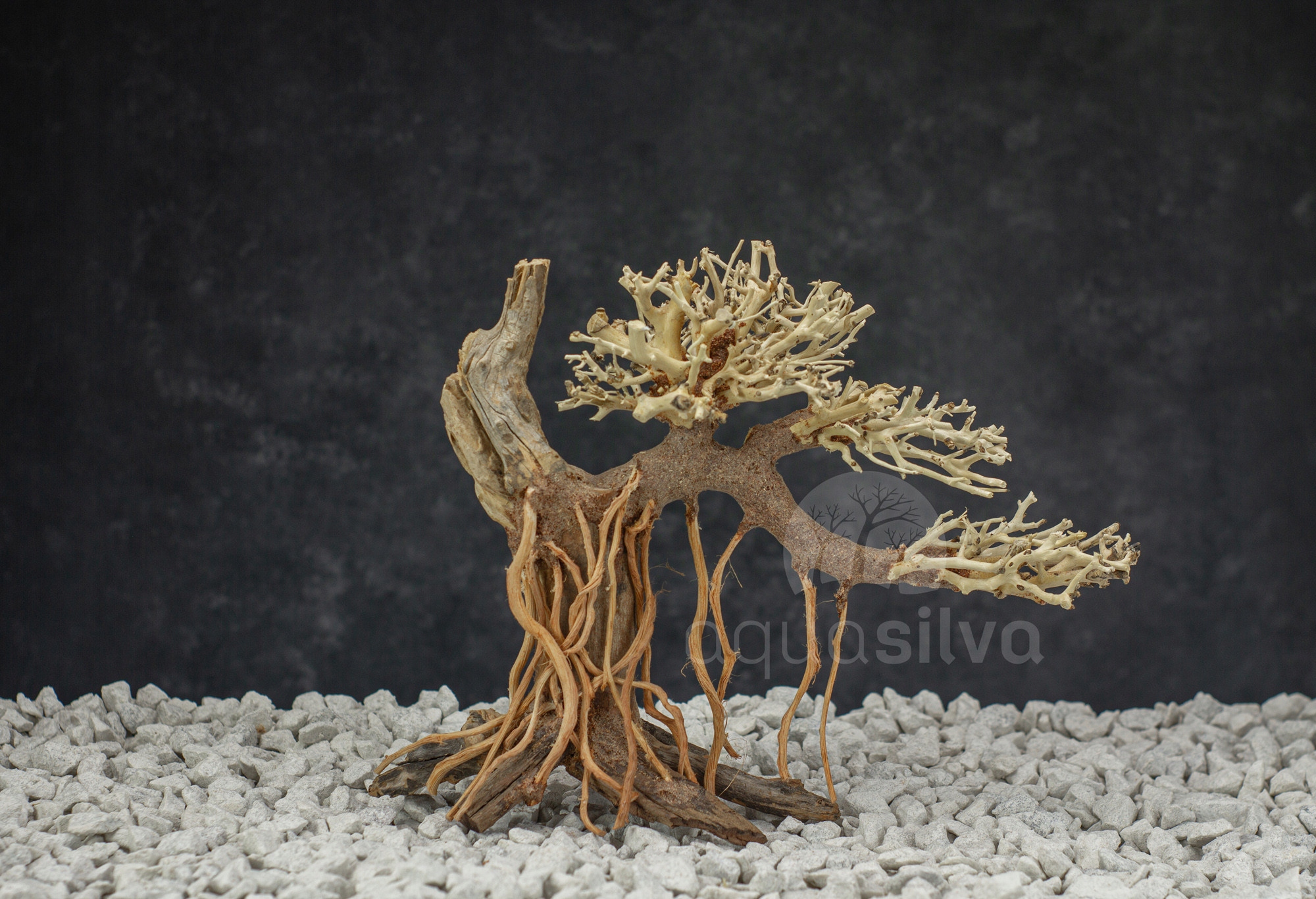 Aquasilva Bennett kořen akvarijní stromeček aqua bonsai
