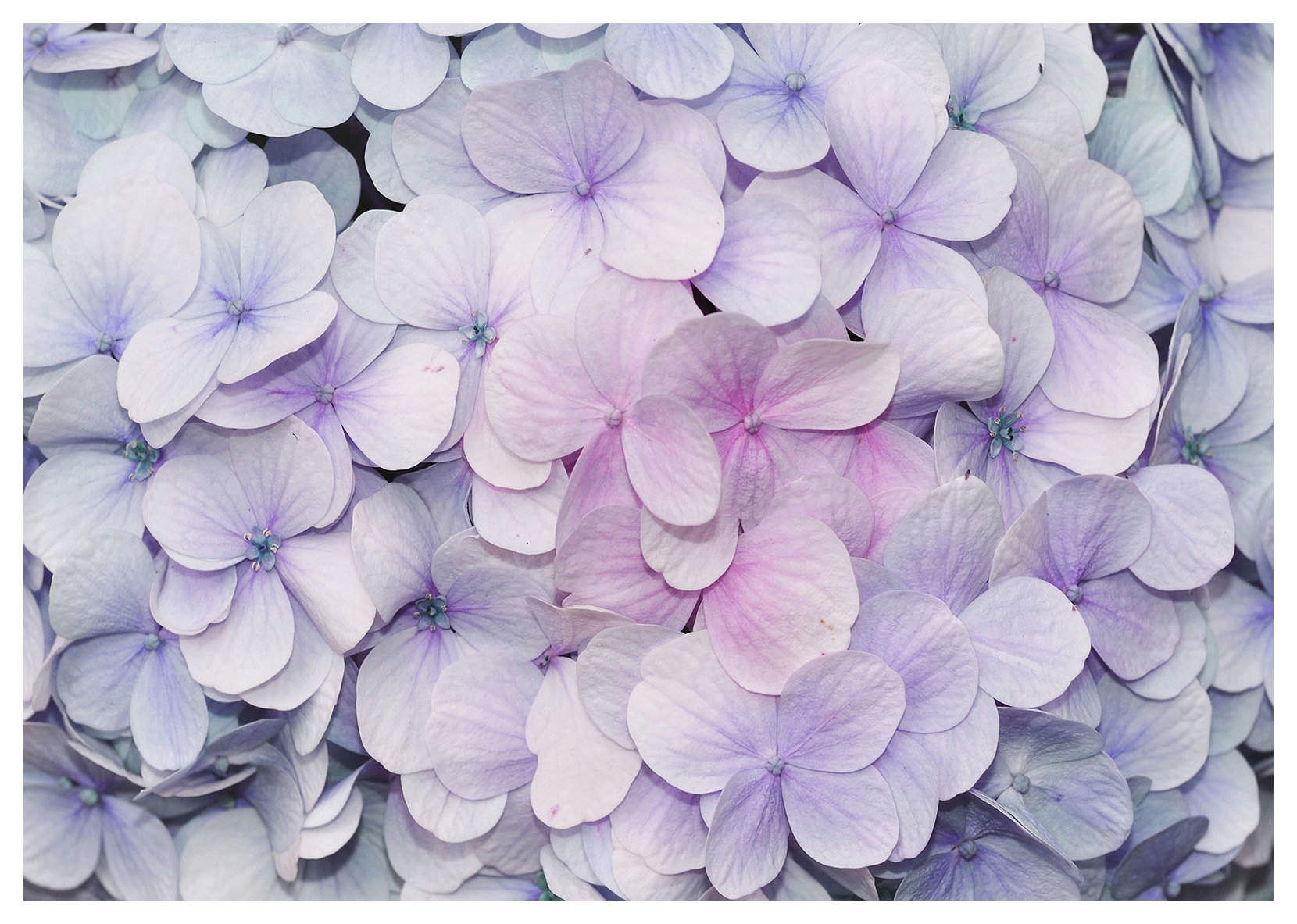 Vliesová fototapeta Hortenzie s jemným akcentem do domu 300x210 lepidlo