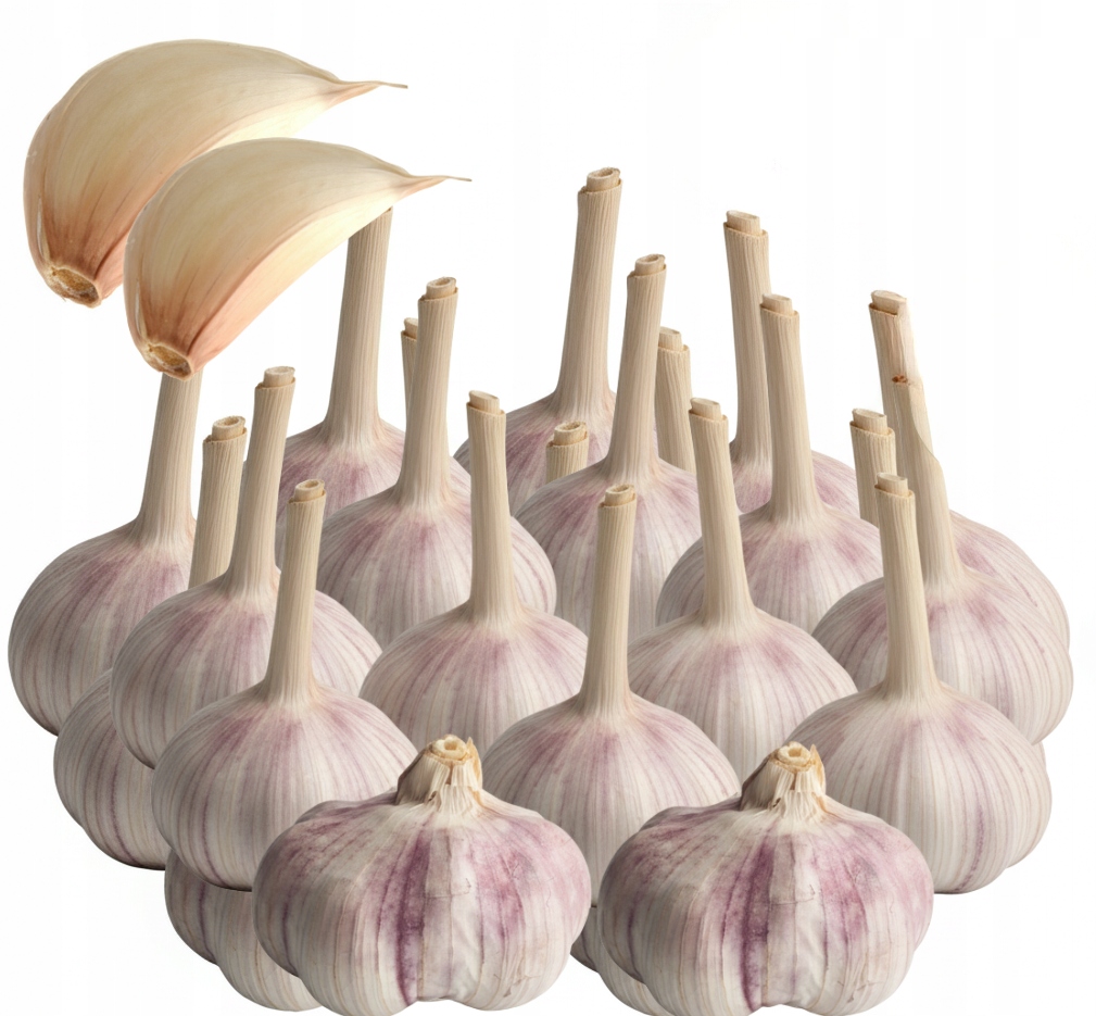 Levně Česnek Polský Harnaś Zimní od farmáře na potraviny Velký 60-65 mm 20 kusů