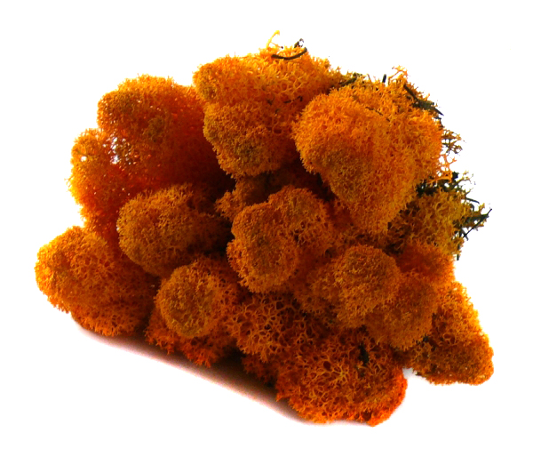 Mech ozdobny CHROBOTEK RENIFEROWY 50g Orange Kod producenta MyFlowers.pl