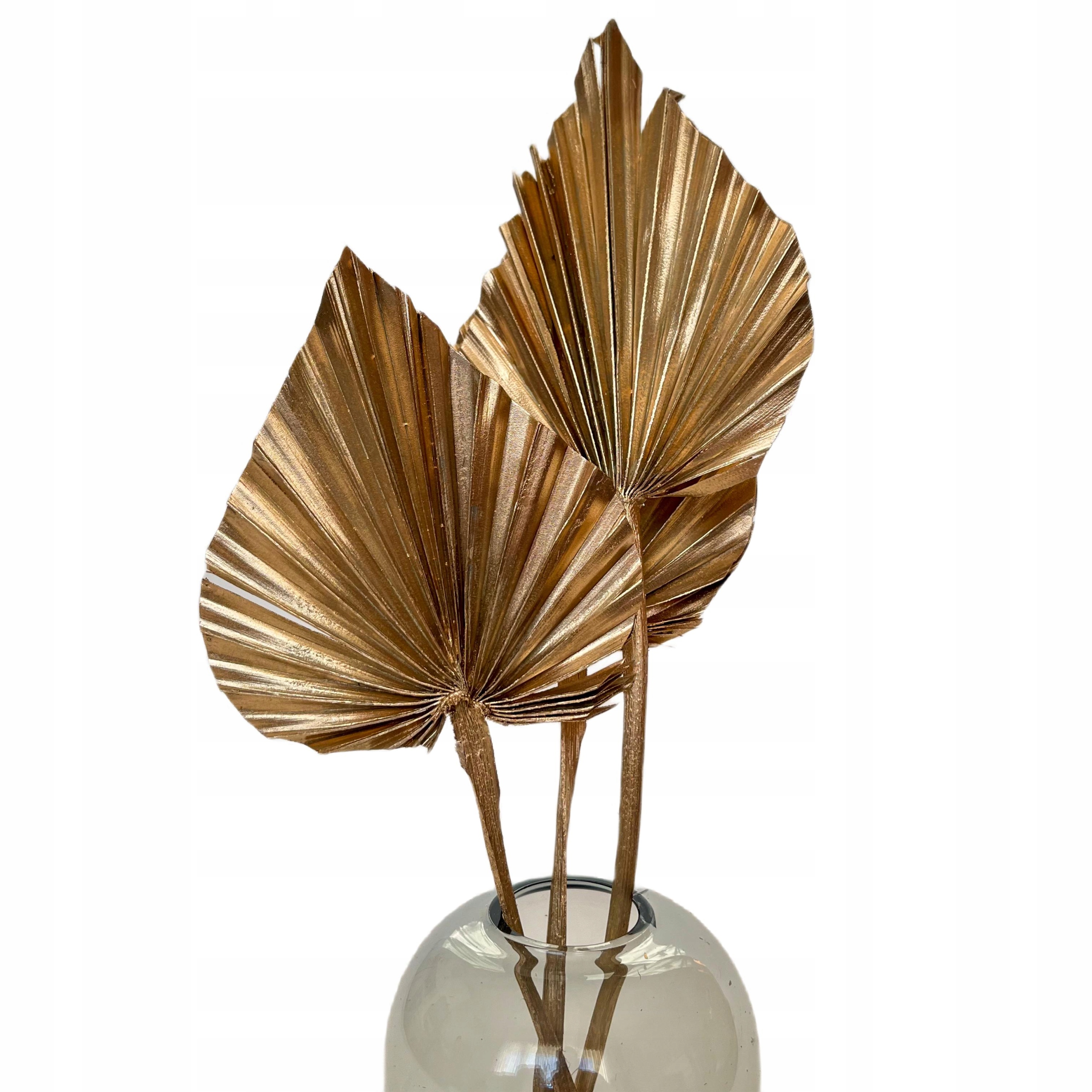 

Suszone liście palmowe Strzałka złota, palm spear