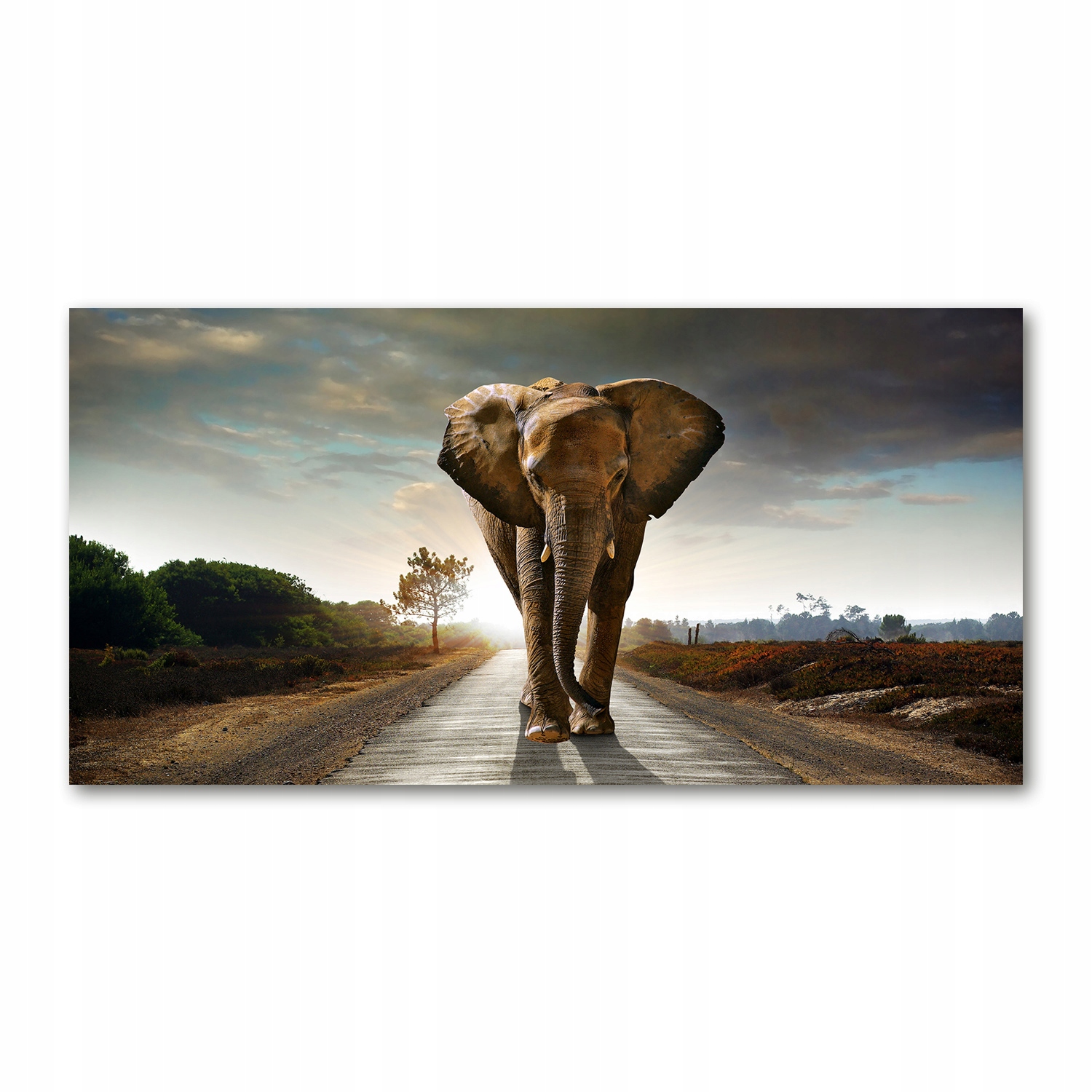 

Foto obraz duży akrylowy Spacerujący słoń 140x70cm