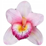 

Storczyk Satynowy Purpurowy Kwiatki do Dekoracji