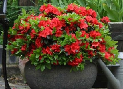 РОДОДЕНДРОН AZALIA GEISHA ORANGE КОМПАКТНАЯ ФОРМА