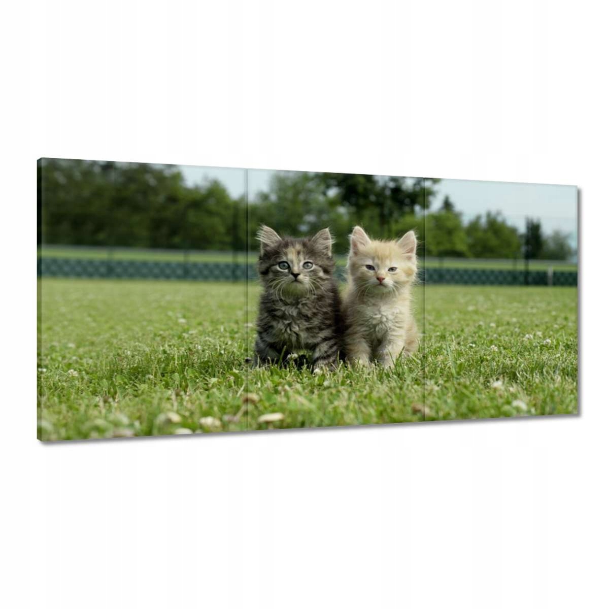 Obrazy 120x60 Kočka Kotě Kočky