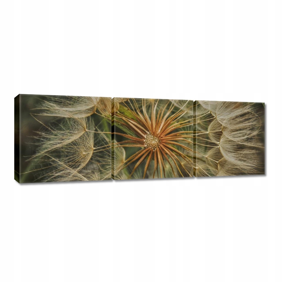 

Obrazy 60x20 Dmuchawiec Kwiat Kwiatki