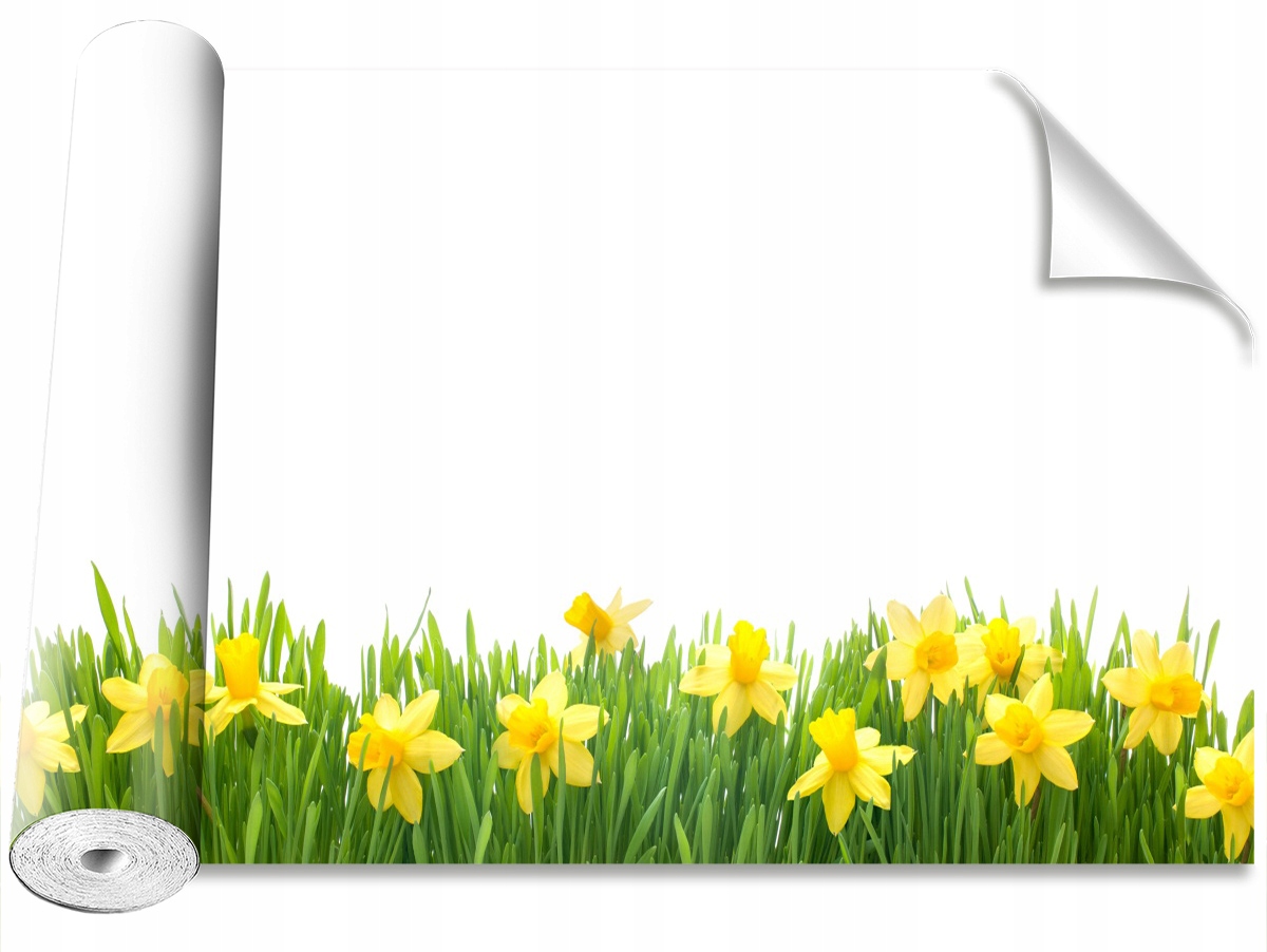 

Tapeta Samoprzylepna Narcyz Biały 312x219