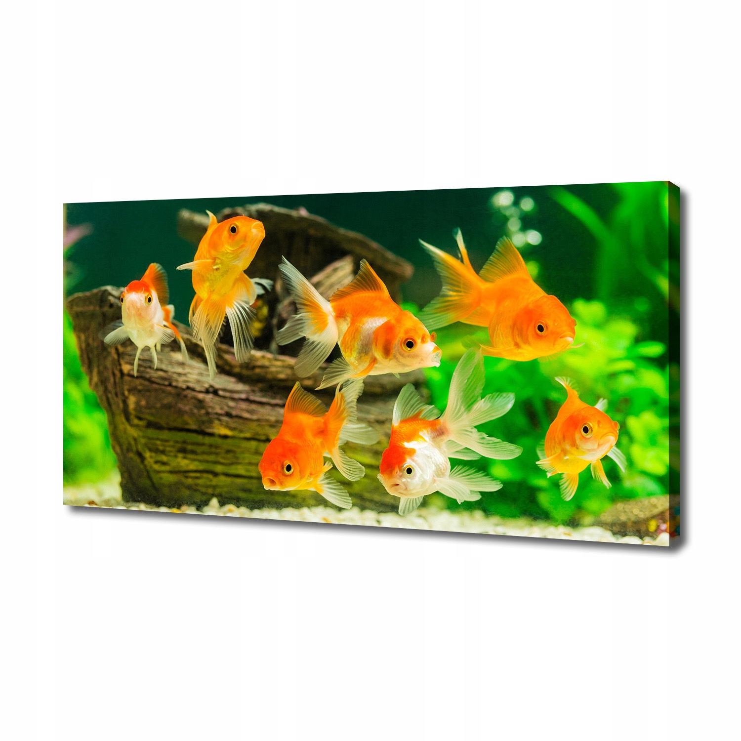 

Foto obraz canvas na ścianę Złote rybki 140x70 cm