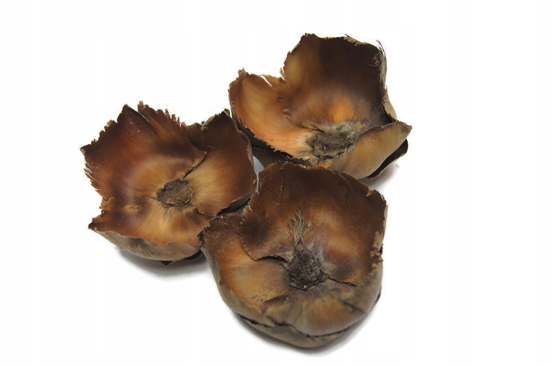 

Kwiat palmy #SpidersFactory