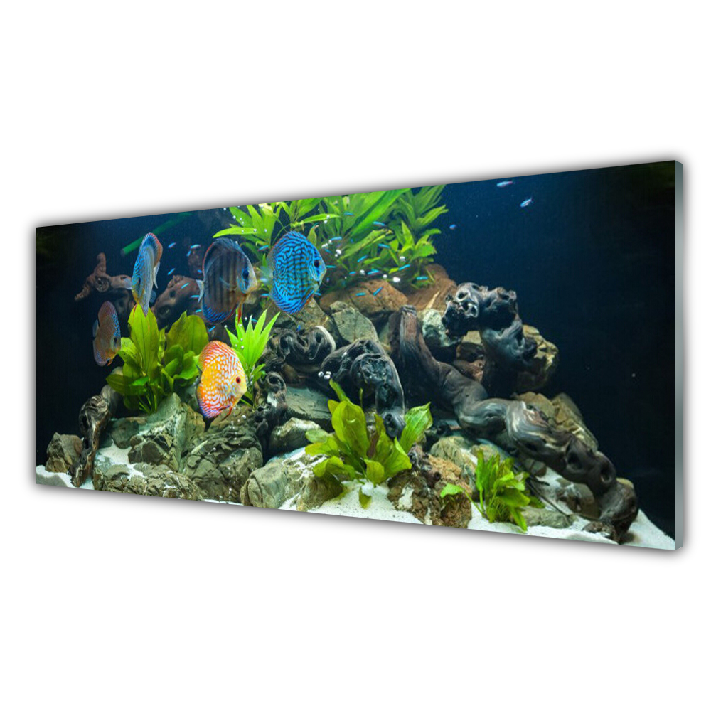 

Obraz akrylowy ścienny 125x50 Ryba Akwarium Natura