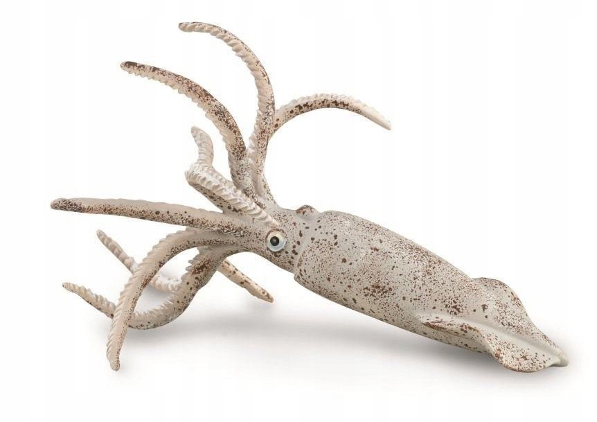

Belemnit, Collecta