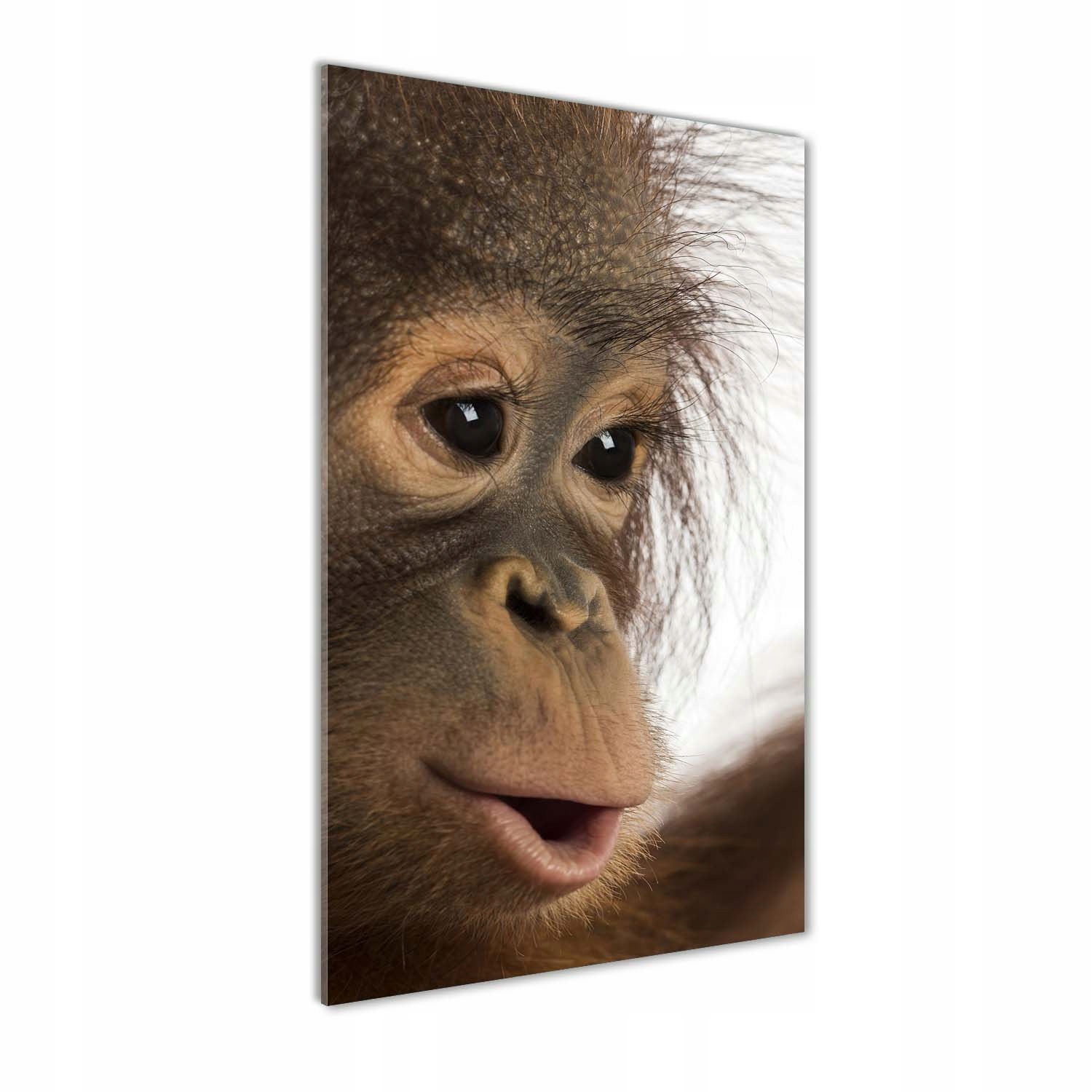 

Foto obraz szkło akrylowe Młody orangutan 60x120cm