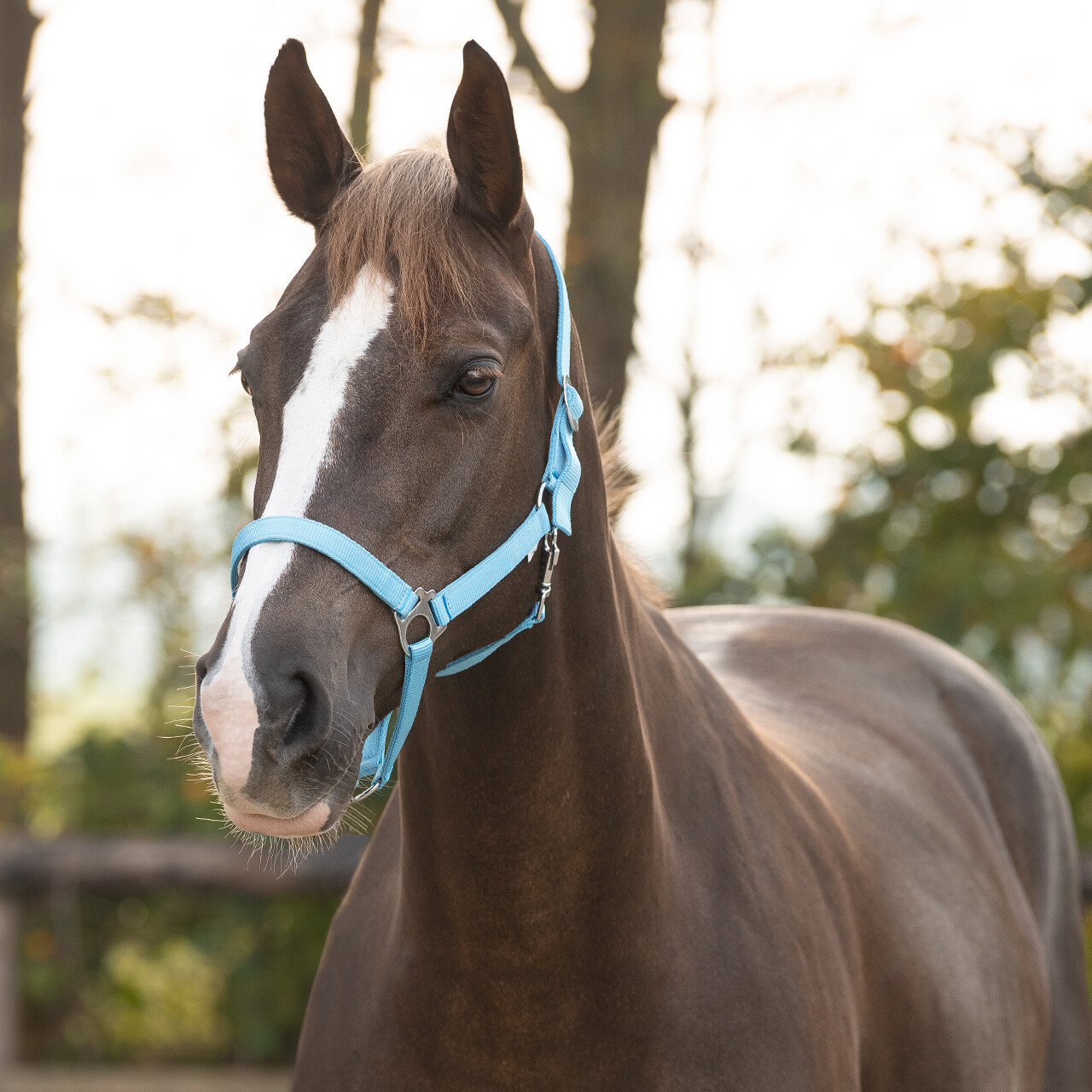 QHP kantar Slide COB błękitny Marka QHP