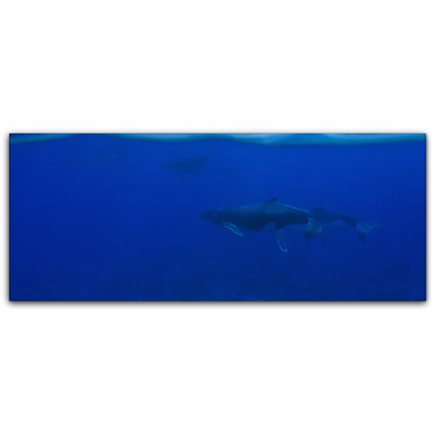

foto-obraz na płótnie 125x50 Wieloryb Ocean Natura