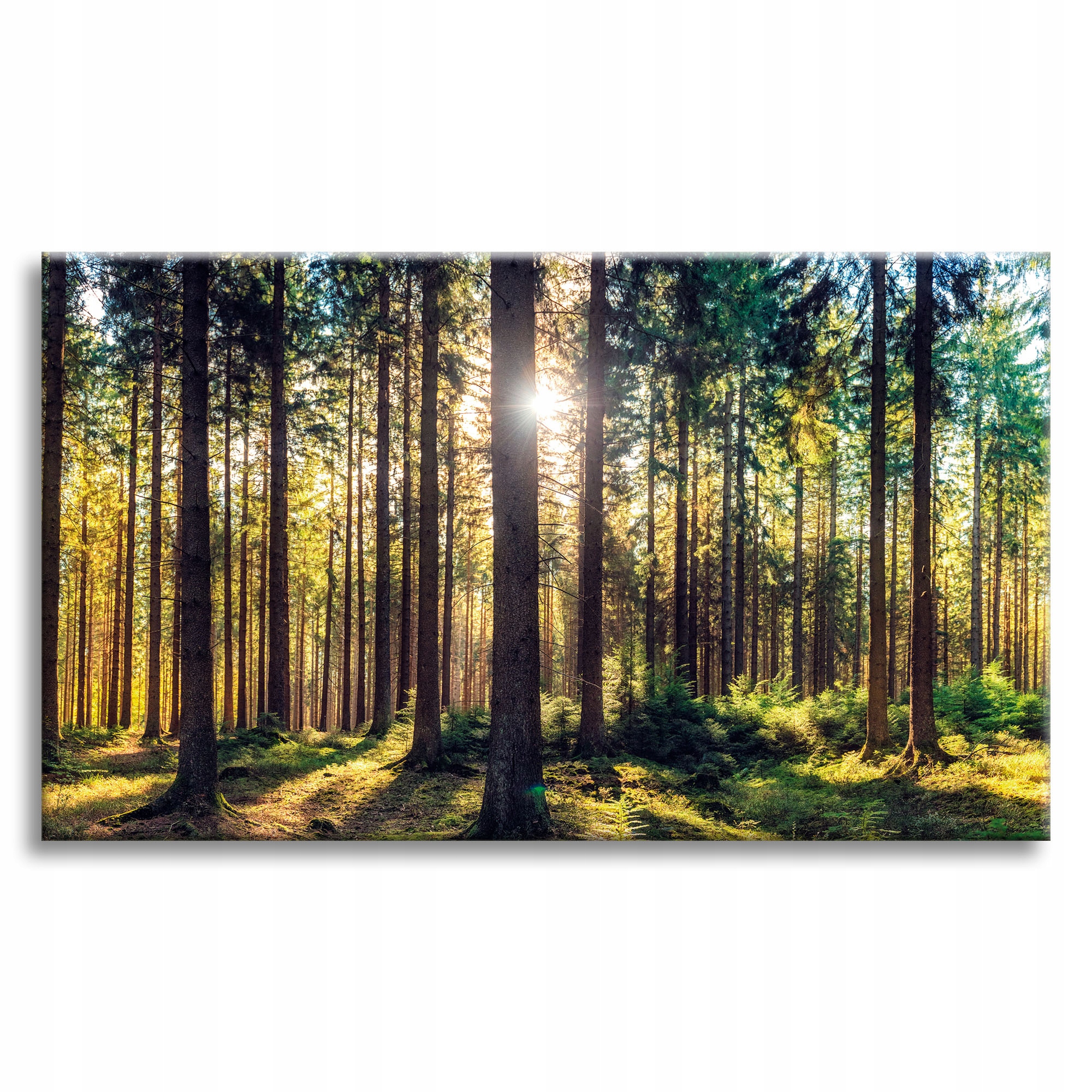 Obraz na plátně Les Slunce Stromy Jaro Ráno 90x60 cm