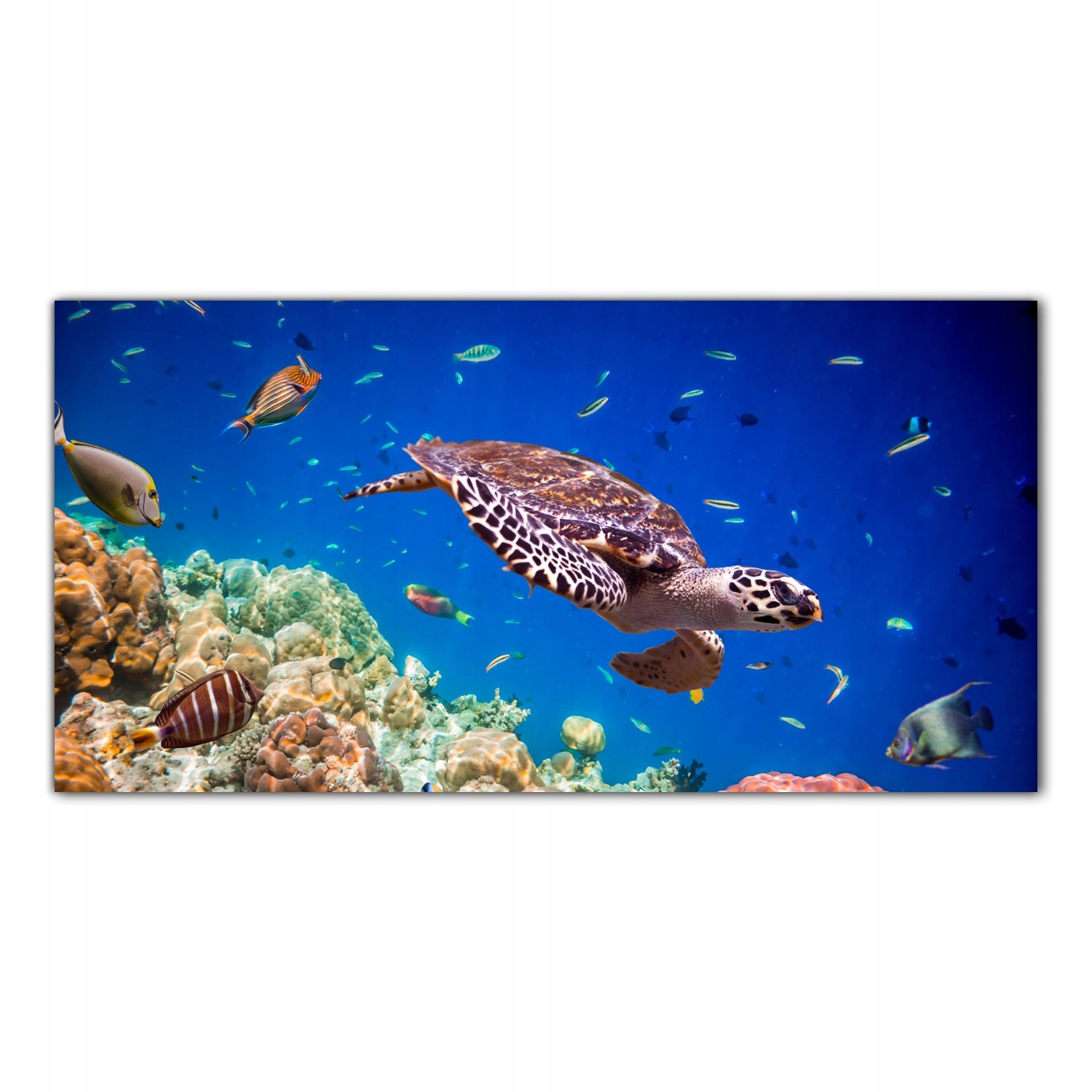 Podvodní život Voda 120x60 Kuchyně Panel nad pracovní deskou