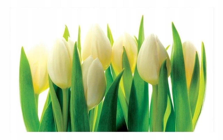 Fototapeta Tulipány Kvety 3D Tapeta Spálňa Obývacia Izba Flizelina 368x254