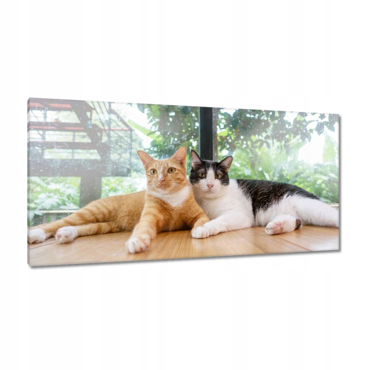 Obrazy 115x55 Kočka Kotě Kočky Kočka