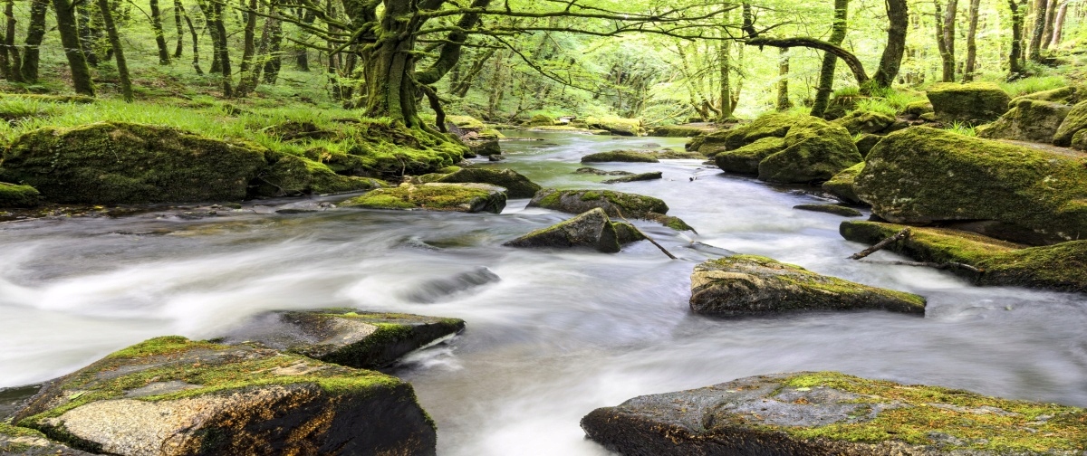 

Fototapeta Flizelinowa Rzeka Fowey 250x104