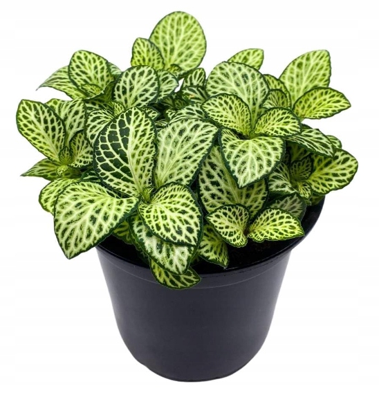 FITONIA DO LASU W SZKLE LAS W SŁOIKU ROŚLINKA ROŚLINA idealna do kompozycji