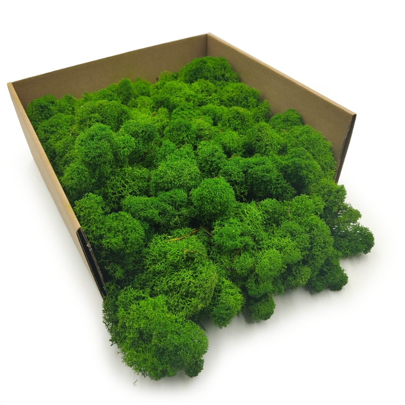 Mech Chrobotek Reniferowy - Fiński - Oczyszczony - Leśna Zieleń 50g NETTO