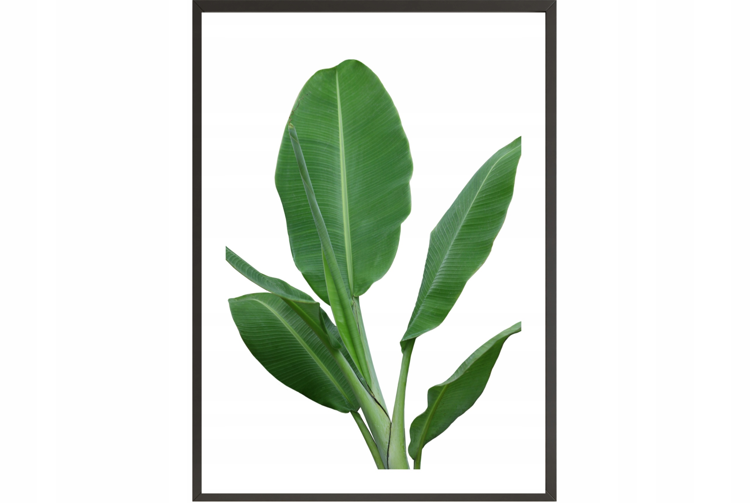 

Obraz plakat 40x30 liście do salonu rośliny poster