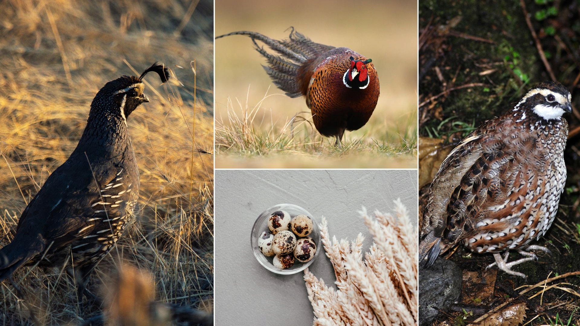 Pasza dla przepiórek wzrostowa Farmer Grower 25kg Marka inna