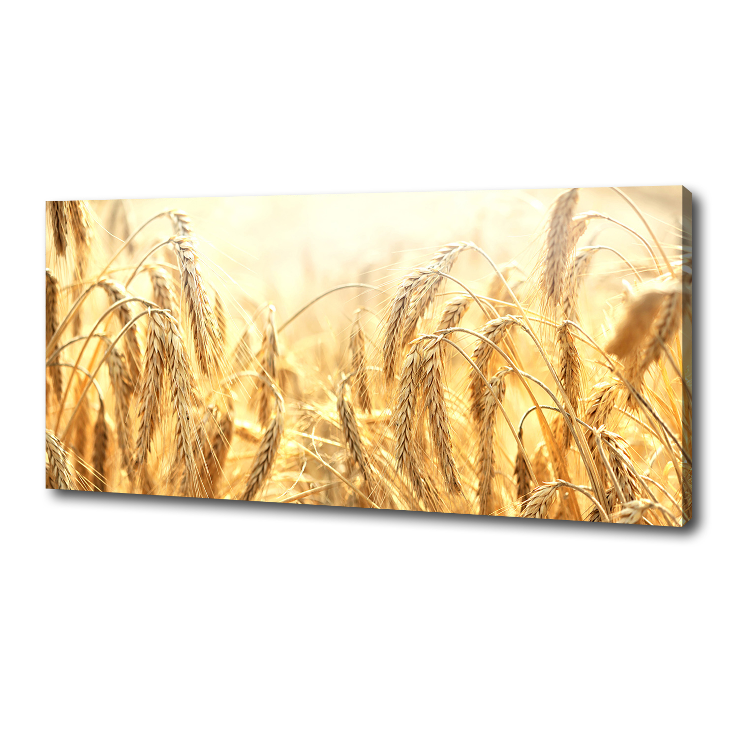 

Foto obraz ze zdjęcia do salonu Zboże 125x50 cm