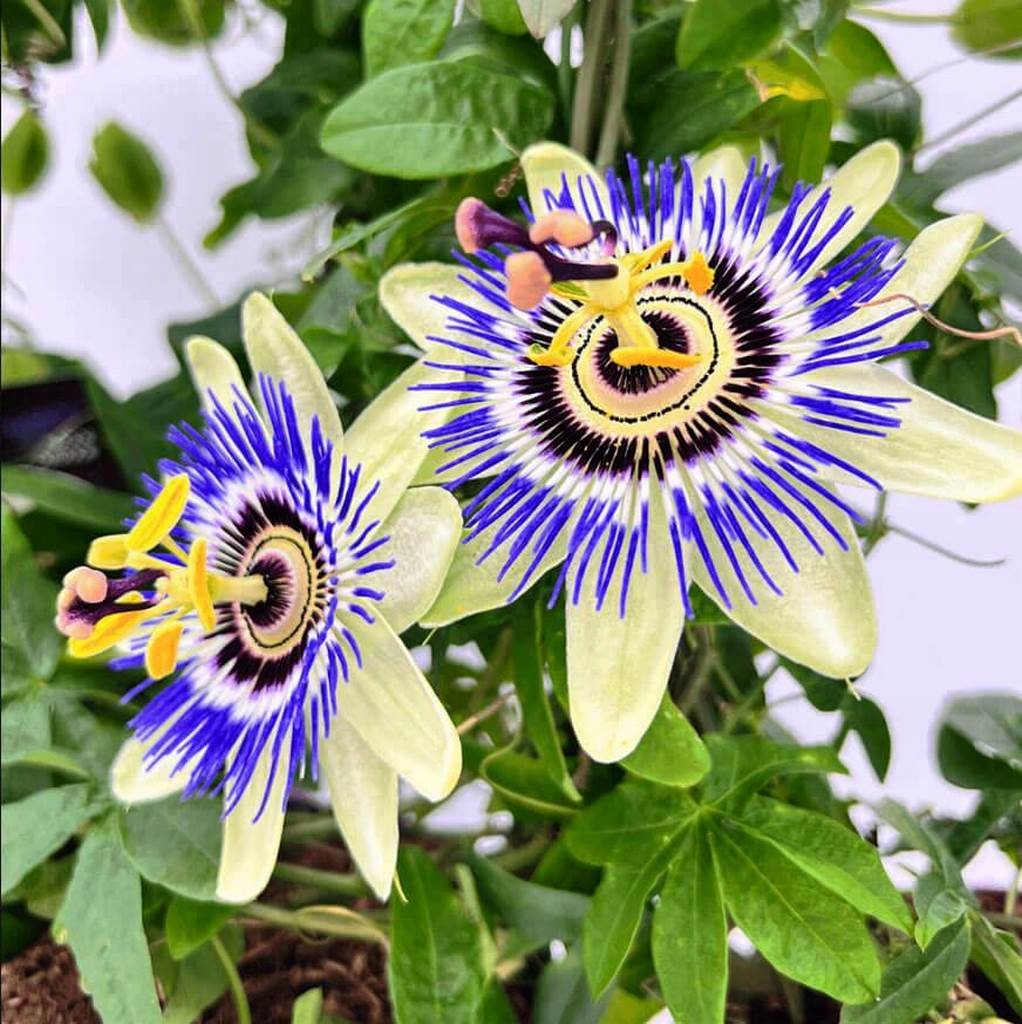 MĘCZENNICA BŁĘKITNA - PASSIFLORA CAERULEA SADZONKA w P9