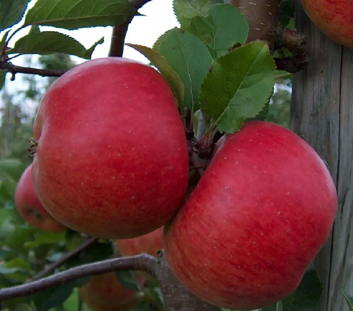 Jabłoń RED BOSKOOP czerwone owoce Producent inny