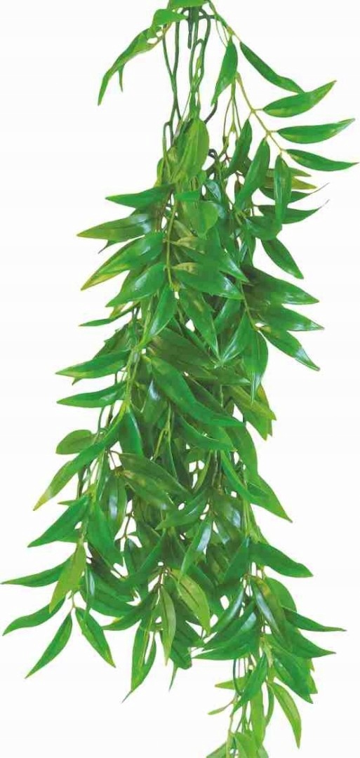 Levně Rostlina do terária Ficus Longifolia Happet 50cm