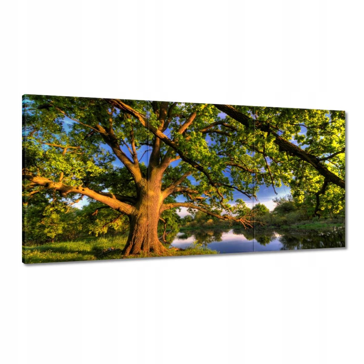 Obrazy 180x90 Dub v Rogaline Západ