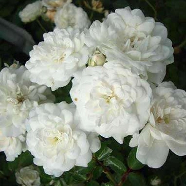 RÓŻA WHITE FAIRY SADZONKA P9 BIAŁE KWIATY OBFITE KWITNIENIE OKRYWOWA