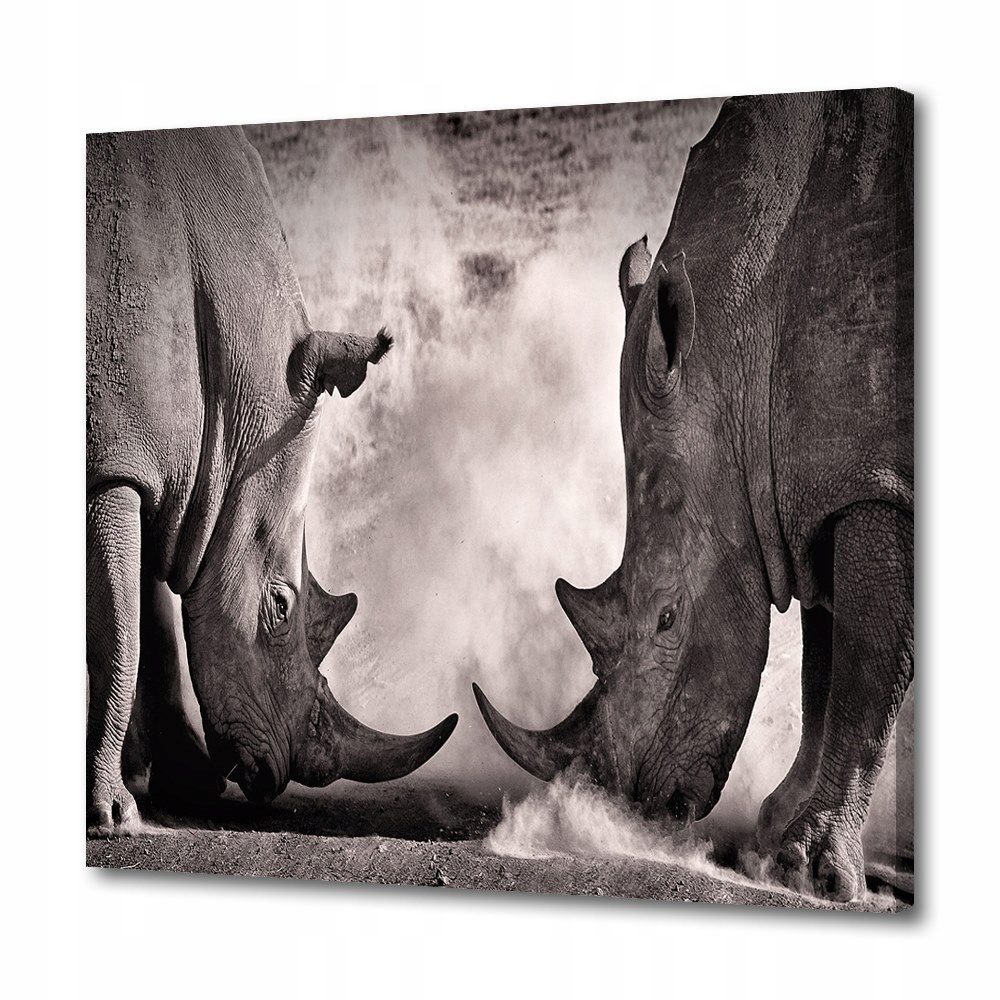 

Foto obraz do salonu Dwa białe nosorożce 40x40