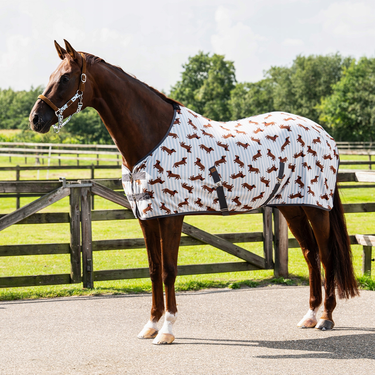 Derka polarowa z pasami Buddy osuszająca dla konia Qhp jamniki 135cm
