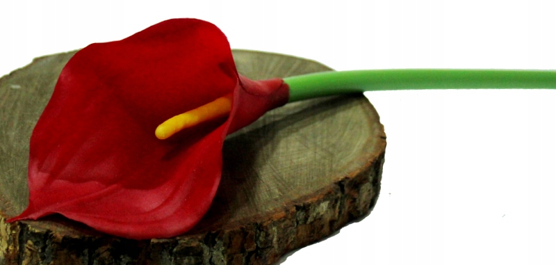 

Kalia Calla Duża, Gumowana Czerwona 70 cm