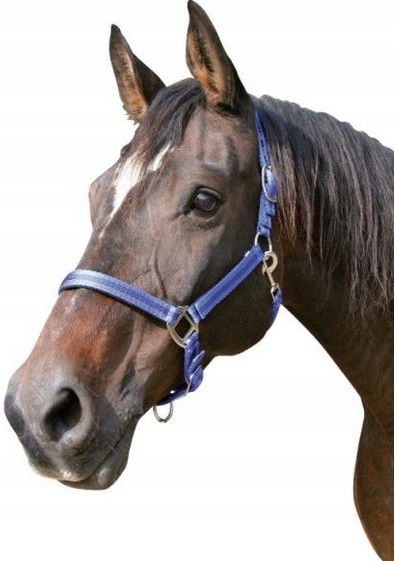 

Kantar Dla Konia Mustang Niebieski Full Covalliero