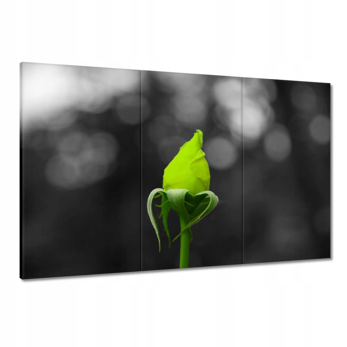 Obrazy 120x80 Limetková růže