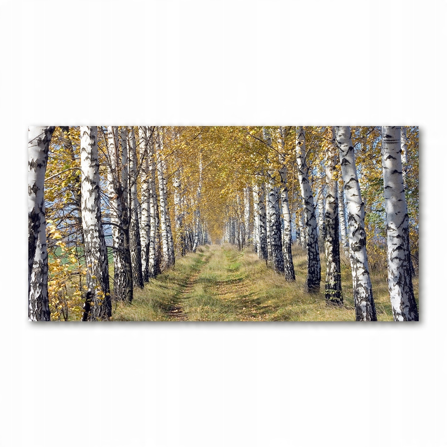 

Foto obraz akryl zdjęcie Brzozy jesienią 120X60 cm