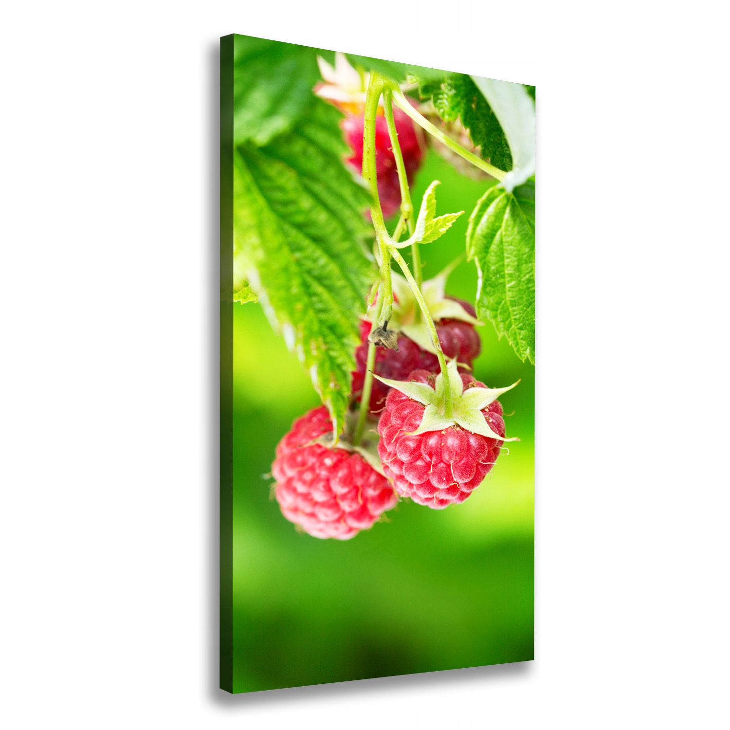

Foto obraz na płótnie Maliny na krzaku 70x140 cm